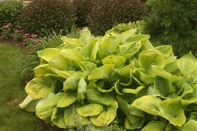 Hosta hybrid Sum and Substance Plantain Lily image credit Photo credit: Walters Gardens Inc.