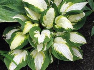 Hosta hybrid Vulcan Plantain Lily image credit Millgrove Perennials