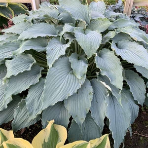 Hosta hybrid Wind Beneath My Wings Plantain Lily image credit Walters Gardens