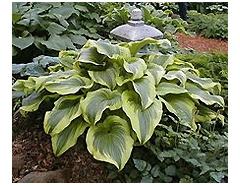 Hosta montana Aureomarginata (montana) Plantain Lily