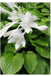 Hosta plantaginea Plantain Lily