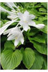 Hosta plantaginea Plantain Lily image credit Ball Horticultural Company