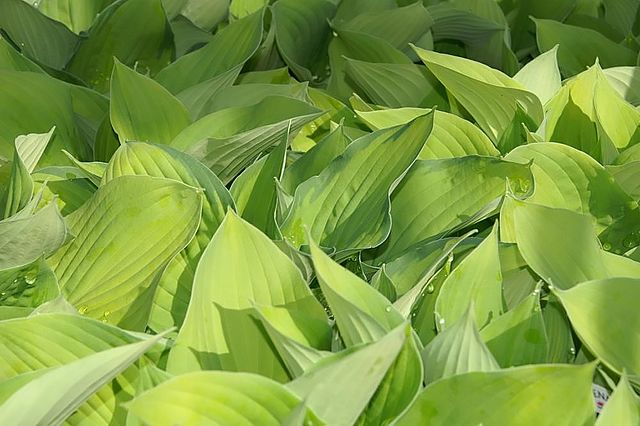 Hosta hybrid August Moon Plantain Lily Image Credit: Photo by David J. Stang, CC BY-SA 4.0 <https://creativecommons.org/licenses/by-sa/4.0>, via Wikimedia Commons