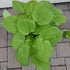 Hosta hybrid August Moon Plantain Lily Image Credit: Chaz Morenz 2022-05-26
