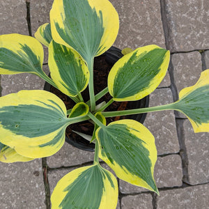 Hosta hybrid Autumn Frost PW Plantain Lily Image Credit: Chaz Morenz 2022-05-26