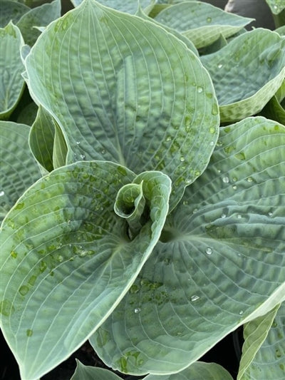 Hosta hybrid Big Daddy Plantain Lily