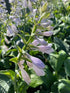 Hosta hybrid Blue Angel Plantain Lily Image Credit: Millgrove Perennials