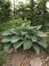 Hosta hybrid Blue Angel Plantain Lily Image Credit: Ball Horticulture