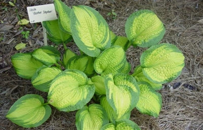 Hosta hybrid Brother Stefan Plantain Lily