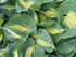 Hosta hybrid Dream Weaver Plantain Lily Image Credit: Millgrove Perennials