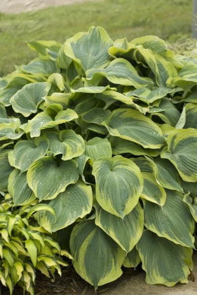 Hosta hybrid Earth Angel Plantain Lily Image Credit: Ball Horticulture