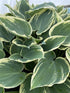 Hosta hybrid El Nino Plantain Lily Image Credit: Millgrove Perennials