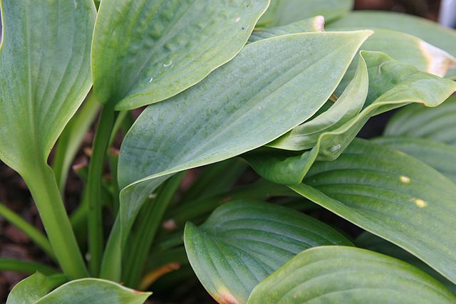 Hosta hybrid Fragrant Blue Plantain Lily