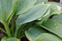 Hosta hybrid Fragrant Blue Plantain Lily Photo by David J. Stang, CC BY-SA 4.0 <https://creativecommons.org/licenses/by-sa/4.0>, via Wikimedia Commons
