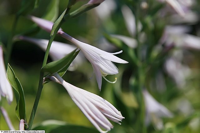 Hosta hybrid Francee Plantain Lily Image Credit: Photo by David J. Stang, CC BY-SA 4.0 <https://creativecommons.org/licenses/by-sa/4.0>, via Wikimedia Commons