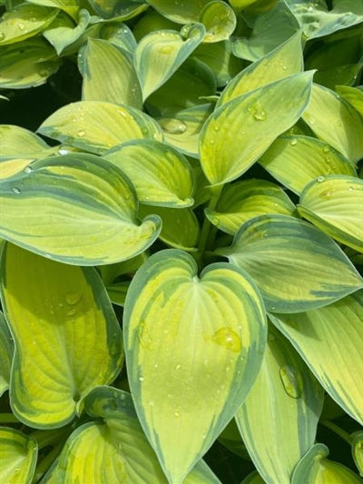 Hosta hybrid June Plantain Lily
