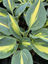 Hosta hybrid Magic Island Plantain Lily Image Credit: Millgrove Perennials