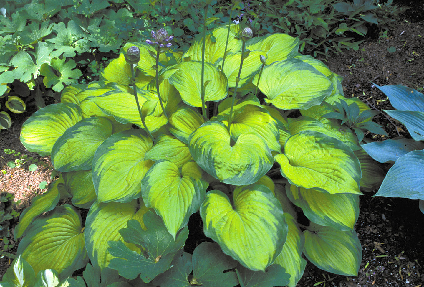Hosta hybrid Old Glory Plantain Lily Image Credit: Ball Horticulture