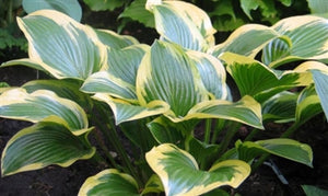 Hosta hybrid Queen Josephine Plantain Lily Image Credit: Ball Horticulture