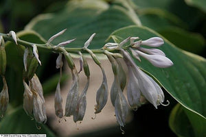 Hosta hybrid Sagae Flower Image Credit: Photo by David J. Stang, CC BY-SA 4.0 <https://creativecommons.org/licenses/by-sa/4.0>, via Wikimedia Commons
