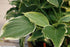 Hosta hybrid Sagae Plantain Lily Image Credit: Photo by David J. Stang, CC BY-SA 4.0 <https://creativecommons.org/licenses/by-sa/4.0>, via Wikimedia Commons