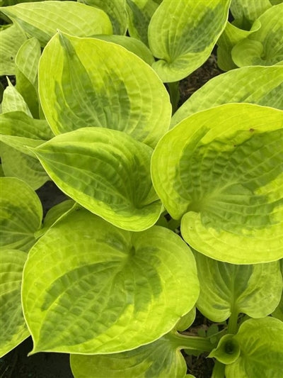 Hosta hybrid Summer Breeze Plantain Lily