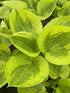 Hosta hybrid Summer Breeze Plantain Lily Image Credit: Millgrove Perennials