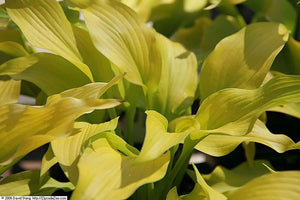 Hosta hybrid Sun Power Plantain Lily Image Credit:Photo by David J. Stang, CC BY-SA 4.0 <https://creativecommons.org/licenses/by-sa/4.0>, via Wikimedia Commons