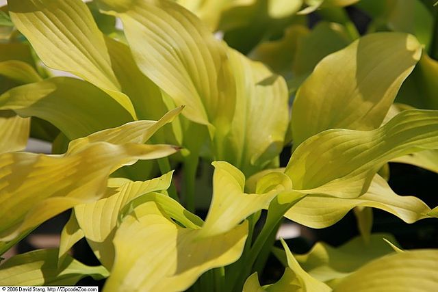 Hosta hybrid Sun Power Plantain Lily