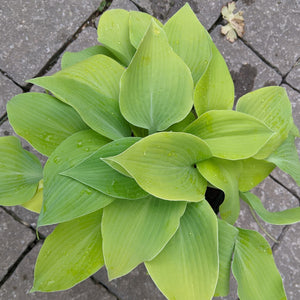 Hosta hybrid Sunny Halcyon Plantain Lily Image Credit: Chaz Morenz 2022-05-26
