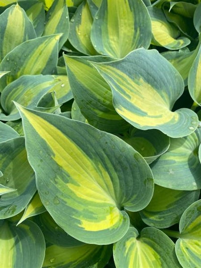 Hosta hybrid Touch of Class Plantain Lily