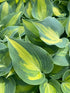 Hosta hybrid Touch of Class Plantain Lily Image Credit: Millgrove Perennials 