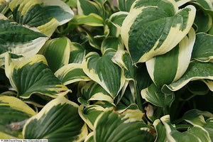 Hosta hybrid Wide Brim Plantain Lily Image Credit: Photo by David J. Stang, CC BY-SA 4.0 <https://creativecommons.org/licenses/by-sa/4.0>, via Wikimedia Commons