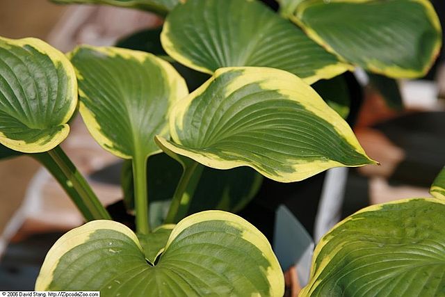 Hosta sieboldiana Frances Williams Plantain Lily