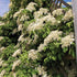 Hydrangea anomala petiolaris Climbing Hydrangea image credit Hydrangea anomala petiolaris - Climbing Hydrangea - Photo courtesy of Van Belle Nursery Inc.