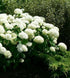 Hydrangea arborescens Annabelle Hydrangea Img Credit NVK Nurseries