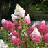 Hydrangea paniculata Vanilla Strawberry Hyrdangea Img Credit NVK Nurseries