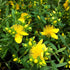 Hypericum kalmianum Pot O Gold St. Johns Wort Img Credit NVK Nurseries