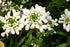 Iberis sempervirens Little Gem Candytuft Image Credit: Photo by David J. Stang, CC BY-SA 4.0 <https://creativecommons.org/licenses/by-sa/4.0>, via Wikimedia Commons