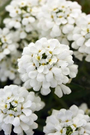 Iberis sempervirens Snowsation Candytuft Image Credit: Ball Horticulture Company