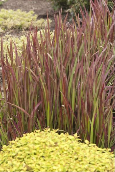 Imperata cylindrica Red Baron Japanese Blood Grass image credit Walters Gardens Inc