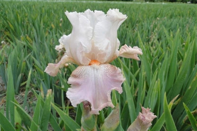 Iris germanica Frappe Bearded Iris