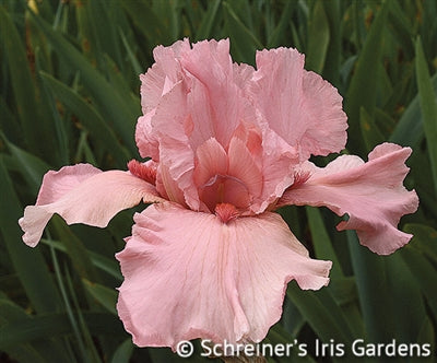 Iris germanica I Pink I Can Bearded Iris