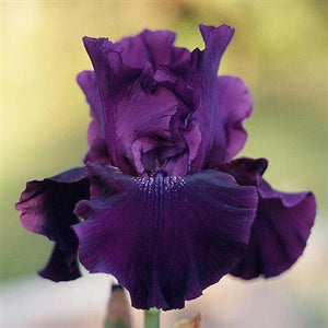 Iris germanica Rosalie Figge image credit Roots and Blooms