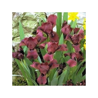 Iris pumila Cherry Garden Dwarf Iris