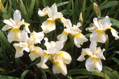 Iris sibirica Butter and Sugar Sibirian Iris