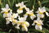 Iris sibirica Butter and Sugar Sibirian Iris image credit Photo credit: Walters Gardens Inc.