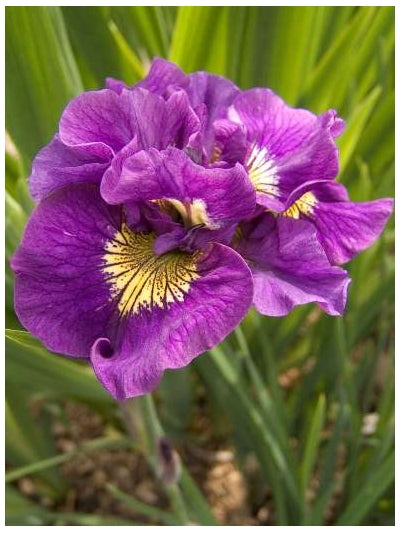 Iris sibirica Double Standard Sibirian Iris