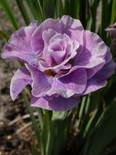 Iris sibirica Pink Parfait Sibirian Iris image credit Darwin