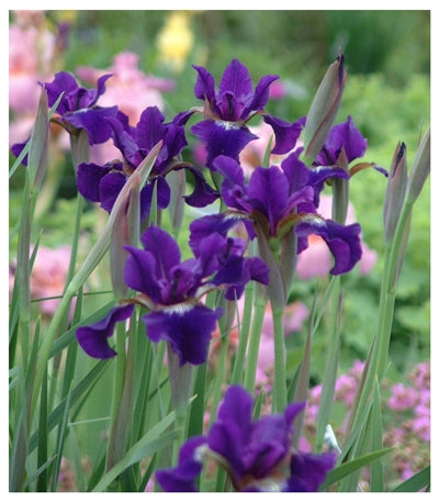 Iris sibirica Ruffled Velvet Sibirian Iris